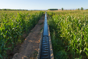 Fototapeta na wymiar Canal de riego entre campos con cultivos de maiz y arboles al fondo