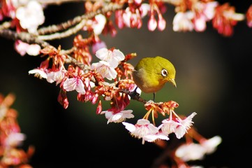新宿御苑早春の花