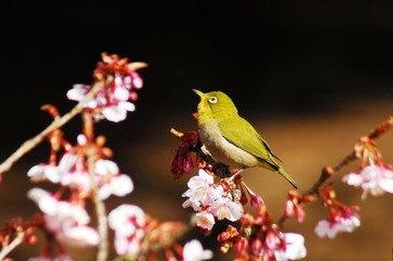 新宿御苑早春の花