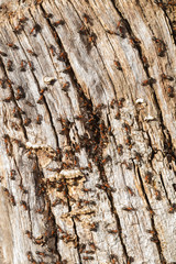 Boca de Hormiguero en Tronco de Arbol