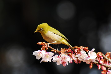 新宿御苑早春の花