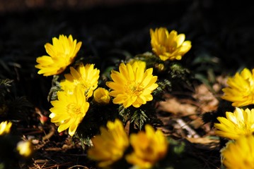 新宿御苑早春の花