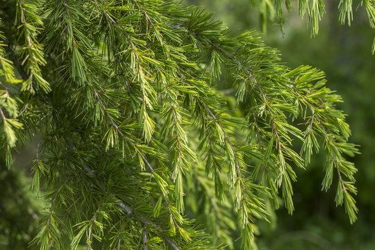 Cedrus deodara (Deodar Cedar, Himalayan Cedar) branches in spring