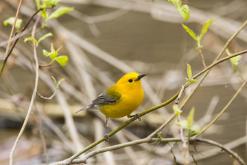 Prothonotary Warbler