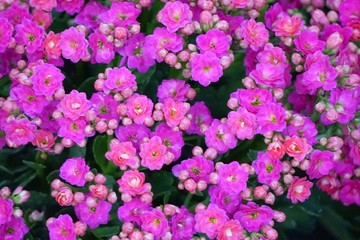 Obraz premium Portulaca oleracea
