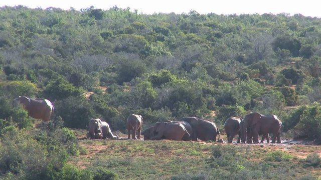 Group elephants at a waterpool