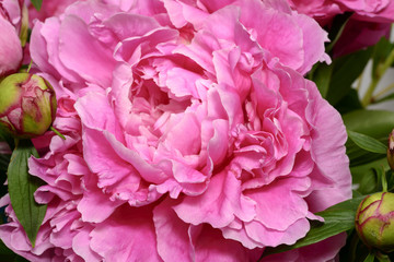 gorgeous blossoming peonia flower