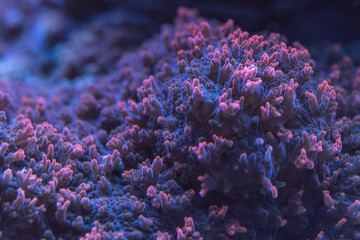 Fototapeta premium Closeup image of soft coral colony tentacles