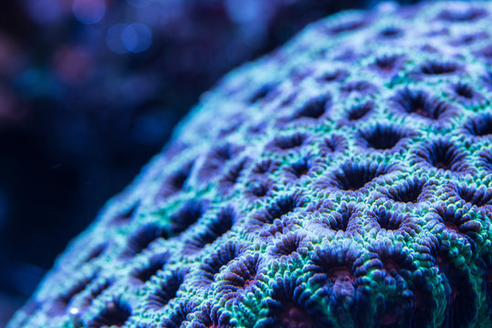 Acanlord zoa corals abstract macro