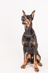 Doberman breed looking up