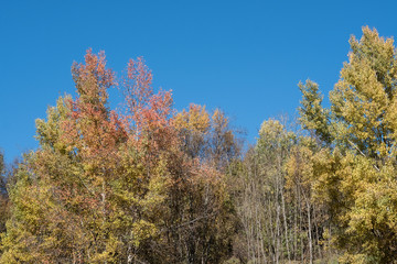 Fototapeta na wymiar Herbst Bäume Wald Himmel Natur