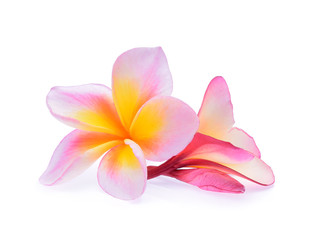 Obraz na płótnie Canvas Tropical flowers frangipani (plumeria) isolated on white background