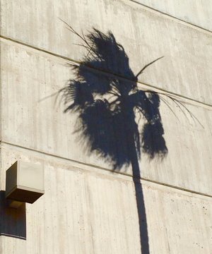 Schatten einer Palme auf einer Hauswand