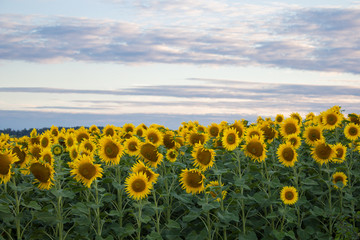 beautiful sunflowers