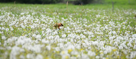 can you see me?, brown dog hidden behind dandelion