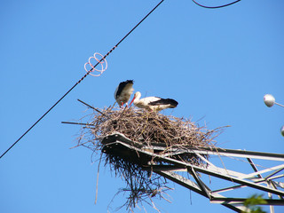 Couple de cigognes sur pylône à haute tension