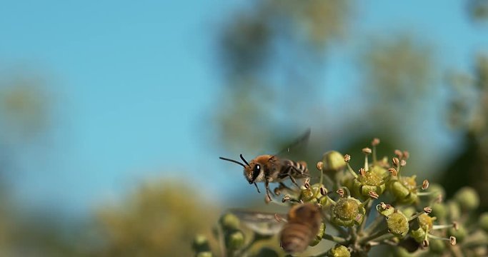 European Honey Bee, apis mellifera, Adult in Flight above Ivy, hedera helix, Normandy, Slow motion 4K