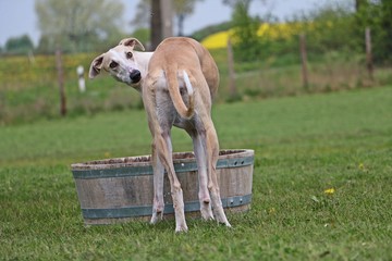 spanischer windhund steht am wasserfass im garten und dreht sich nach einer fliege um