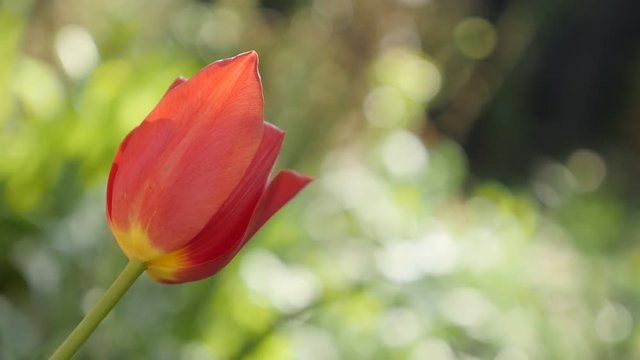 Slow motion red tulip lily plant in the garden 1920X1080 HD footage - Flower bulb of Tulipa gesneriana close-up slow-mo 1080p FullHD video