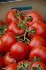 Organic Tomatoes at Farmers Market in San Gimignano, Italy