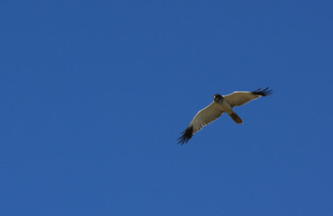 flying Seagull