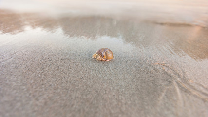 Hermit crab on sand beach in sunlight