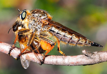 Robber Fly (Machimus sp.), female