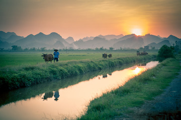 Farmers going back home in Vietnam