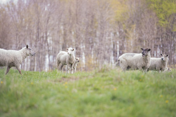 Sheep in sunlight
