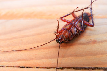 cockroaches dying close-up on wooden table in kitchen