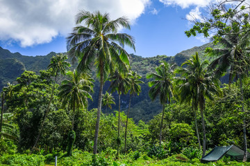 Fototapeta na wymiar Moorea island jungle and mountains landscape view