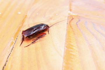 cockroaches dying close-up on wooden table in kitchen