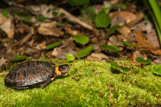 Bog Turtle (Glyptemys muhlenbergii)