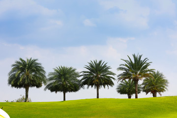 Obraz na płótnie Canvas Blue sky and green grass and palm trees on golf coures