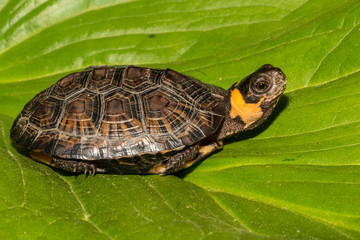 Naklejka premium Bog Turtle (Glyptemys muhlenbergii)