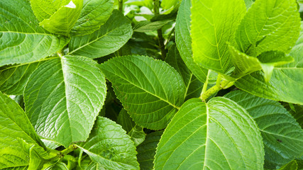 background green leaves