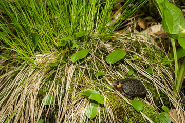 Bog Turtle (Glyptemys muhlenbergii)