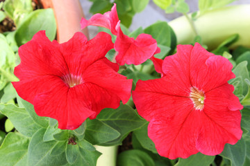 Red large petunia flowers