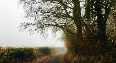 Fototapeta na wymiar Road in the mist