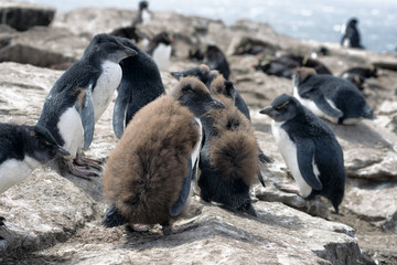 Fototapeta premium Large group of Rockhopper Penguin Chicks at Falkland Islands (Islas Malvinas)
