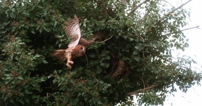 Eurasian Tawny Owl, strix aluco, Adult in Flight, Taking off from Tree, Normandy, Slow motion 4K