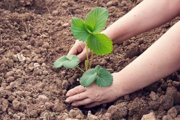 Woman planting strawberry sprouts