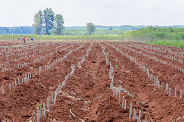 cassava farming