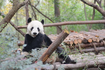 Obraz na płótnie Canvas Chengdu giant panda