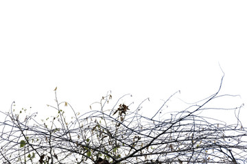 tree branch silhouette photography , white background