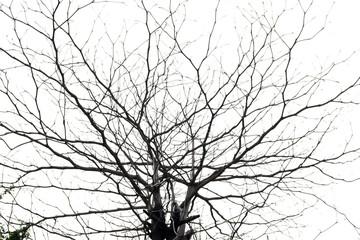 tree branch silhouette photography , white background