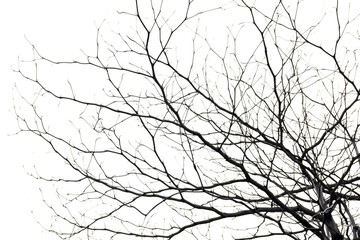 tree branch silhouette photography , white background