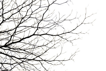 tree branch silhouette photography , white background - obrazy, fototapety, plakaty