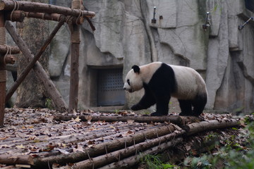 Chengdu giant panda