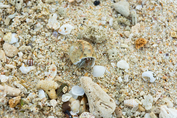 Hermit crab on the beach